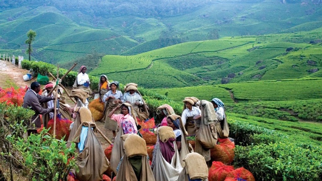 Image result for MUNNAR TEA PLANTATION WORKERS