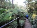 1000 Steps, Kokoda Track Memorial Walk, Dandenong Ranges National Park, Victoria