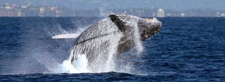 Whale watching Coolangatta, Gold Coast, Queensland, Australia (Source Coolangatta Whale Watch).jpg