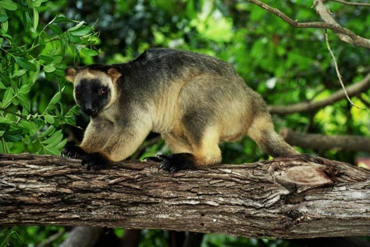 Australian native animals at David Fleay Wildlife Park (Source zoochat.com).jpg