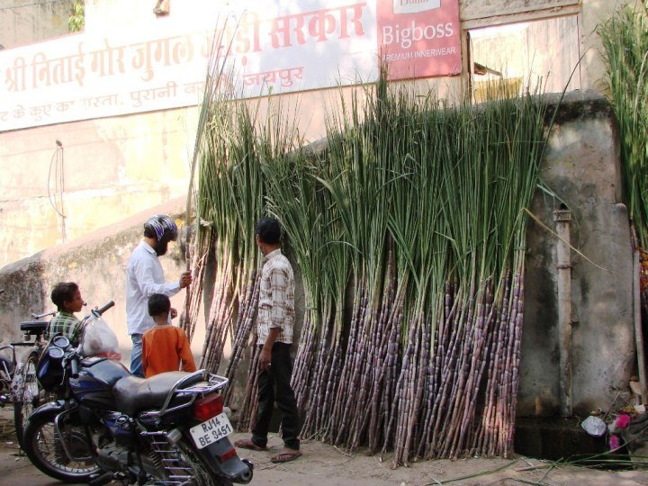 Sugarcane-being-sold-for-Diwali-prayers