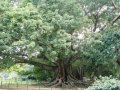 200-yr-old-white-silk-cotton-tree-from-China-at-Lal-Bagh-Botanical-Garden