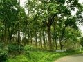 Sandalwood forests in Marayoor
