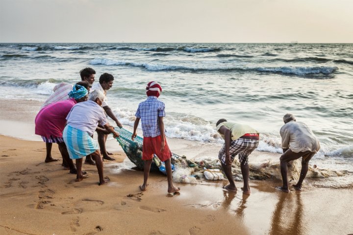 CHENNAI, INDIA: Indian fishermen dragging fishing net with their catch from sea on Marina Beach, Chennai, Tamil Nadu