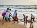 CHENNAI, INDIA: Indian fishermen dragging fishing net with their catch from sea on Marina Beach, Chennai, Tamil Nadu