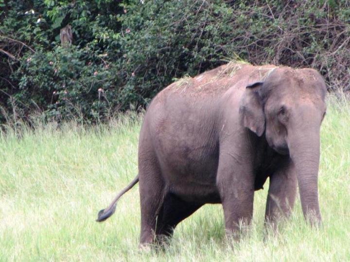 A wild elephant near Mattupetty Dam near Munnar