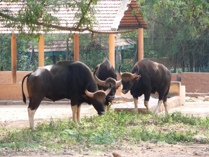 Gaurs-or-Indian-wild-bison-at-Mysore-Zoo