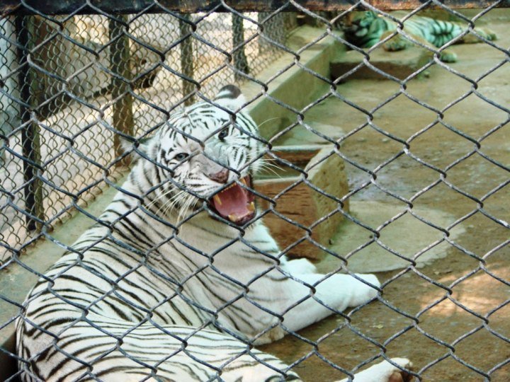 Growling-white-tiger-at-Mysore-Zoo