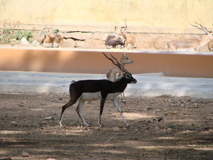 Indian-gazelles-at-Mysore-Zoo