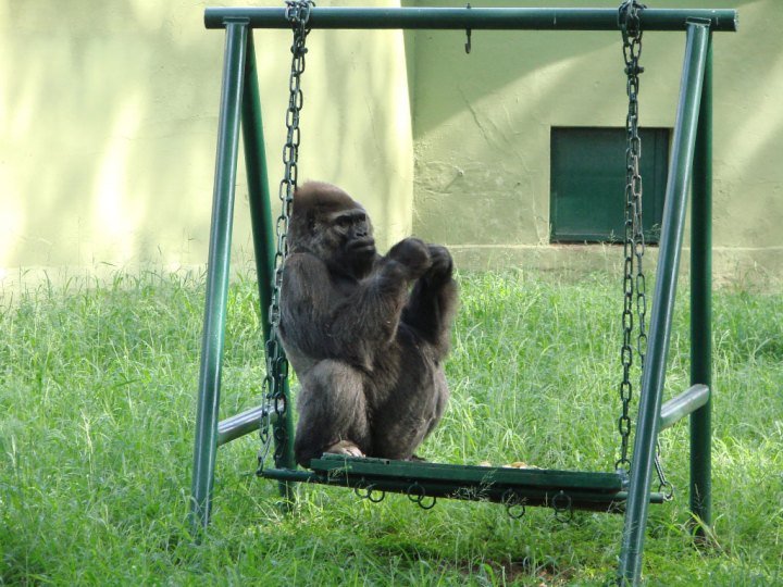 Polo-the-African-gorilla-sits-on-his-swing-at-Mysore-Zoo