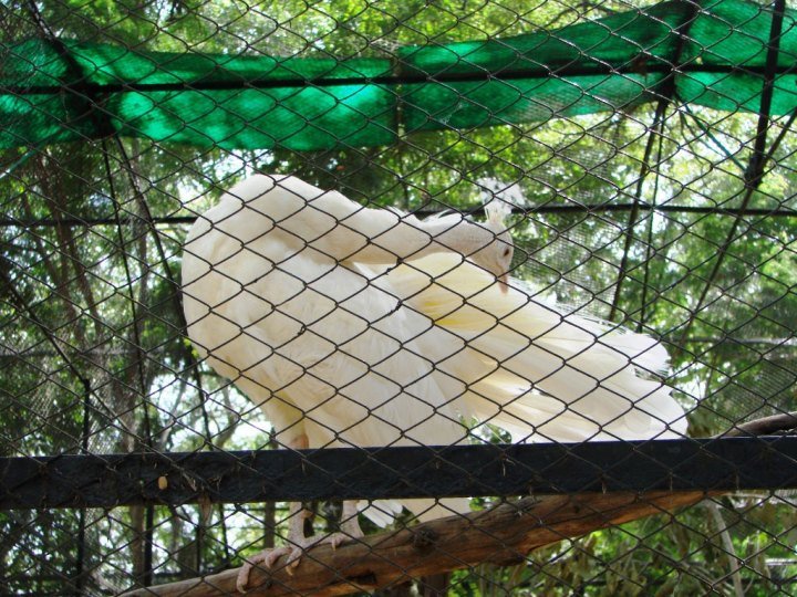 White-peacock-at-Mysore-Zoo