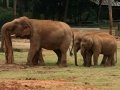 Elephants-at-Mysore-Zoo