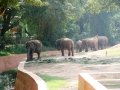 Indian-elephants-at-Mysore-Zoo