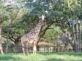 Majestic-giraffes-at-Mysore-Zoo