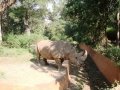 Rare-White-rhinoceros-at-Mysore-Zoo