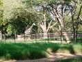 Tall-and-slender-giraffes-at-Mysore-Zoo