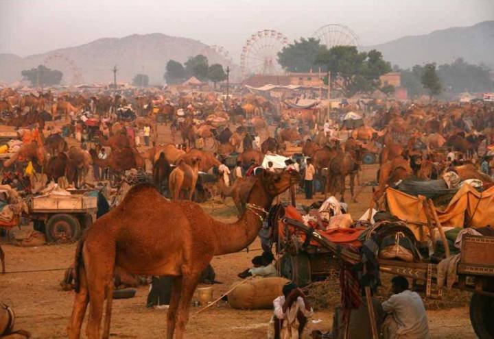 Pushkar-Camel-Fair - herds of camels at the grounds