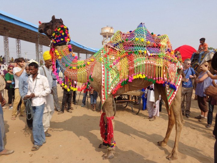 Pushkar-Camel-Fair---winner-of-the-camel-dancing-competition