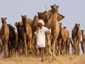 Pushkar-Camel-Fair--camel-herder-bringing-his-camels-to-the-Fair
