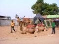 Pushkar-Camel-Fair---camel-rides-waiting-for-tourists