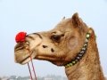 Pushkar-Camel-Fair---camel-with-a-flower-attached-to-his-nose