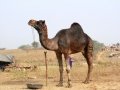 Pushkar-Camel-Fair---camel-with-coloured-hair-do-and-body-tattoes