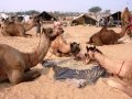 Pushkar-Camel-Fair---camels-eating-at-the-end-of-the-day