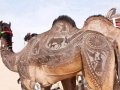 Pushkar-Camel-Fair---camels-stamp