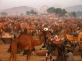 Pushkar-Camel-Fair---herds-of-camels-at-the-grounds