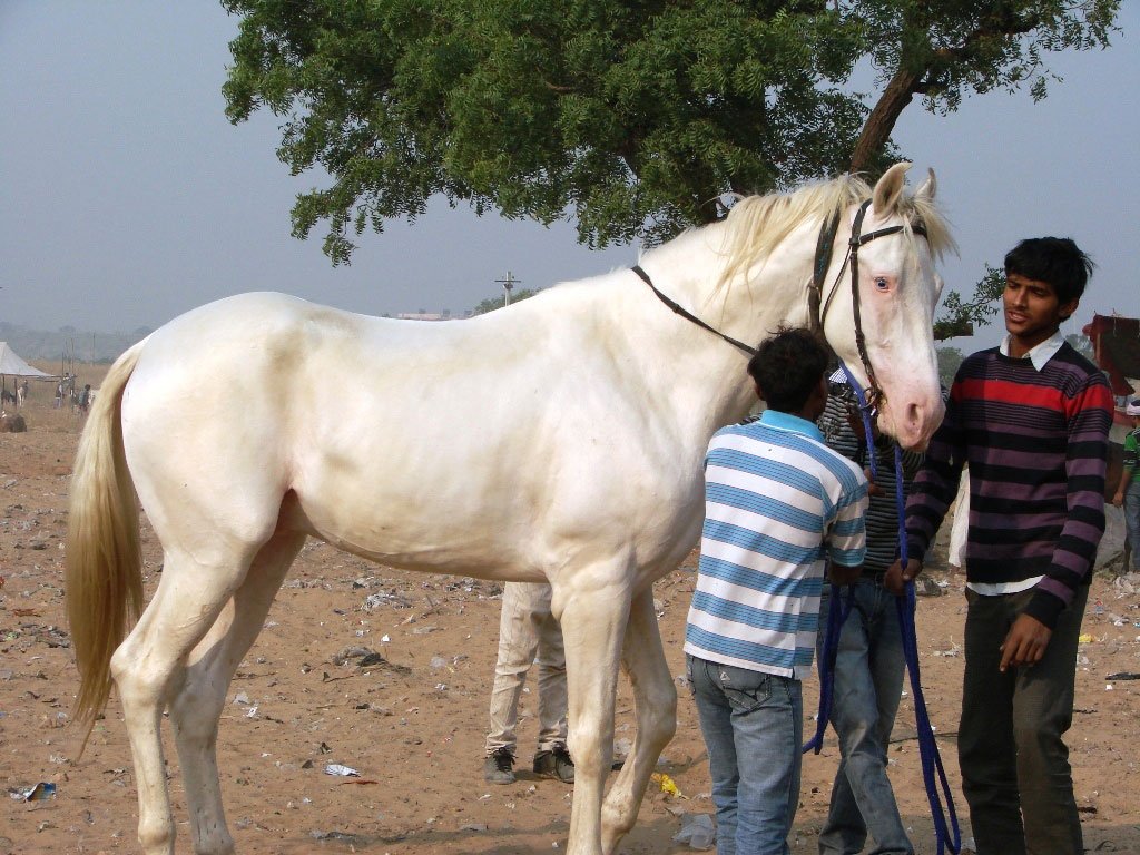 Visit the Horse Show at the Pushkar Camel Fair