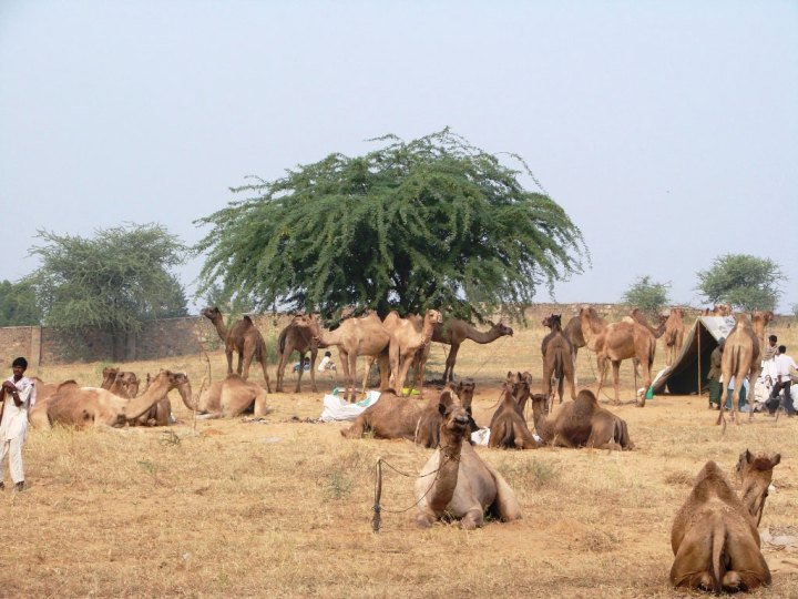 Pushkar-Camel-Fair---camels-taking-shade-under-a-tree