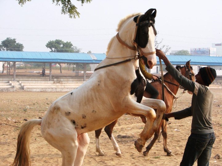 Pushkar-Camel-Fair---horse-performing-acrobatic-tricks