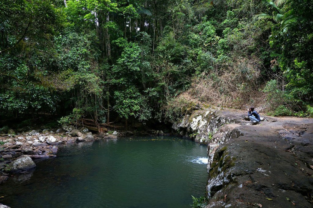 Best Walking Tracks Of Springbrook National Park