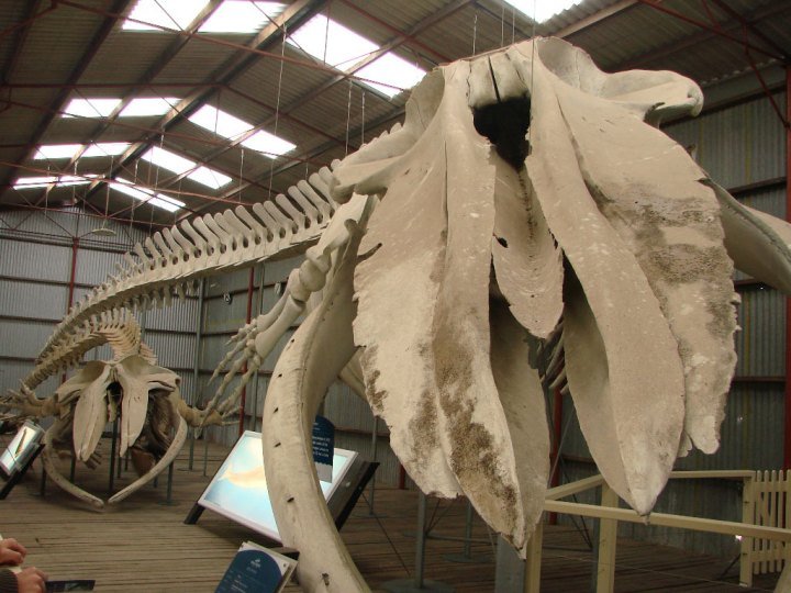 Whale-skeleton-@-Whale-World