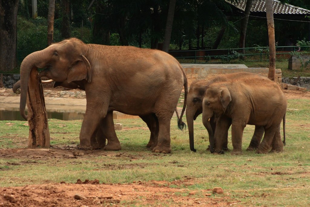 essay on mysore zoo