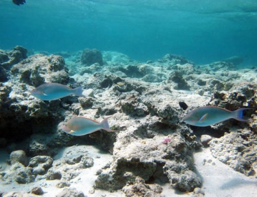 Coral Bay Snorkeling: Bill’s Bay