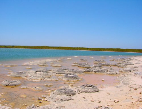 Lake Thetis Stromatolites Cervantes